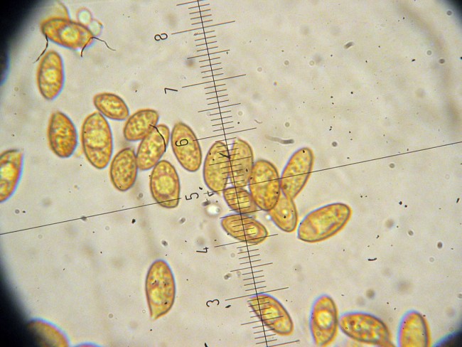 Cortinarius secc. Caerulescentes